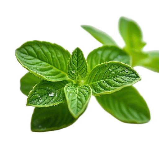 Mint sprig